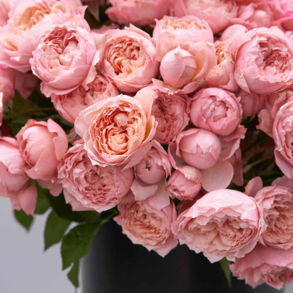 Картинка Роза кустовая Джульетта Кения