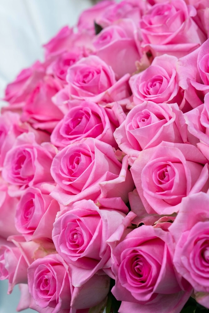 Картинка Роза Ревивал