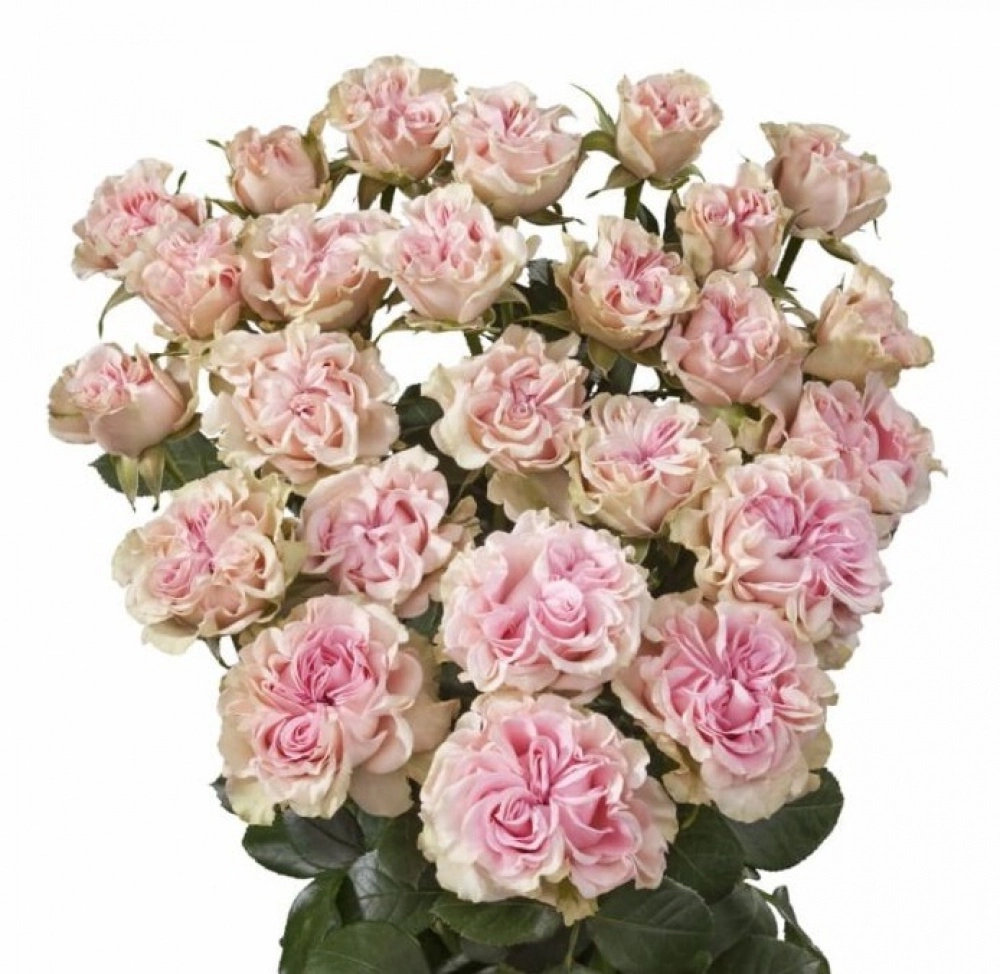 Картинка Роза кустовая Свит Флоу Кения