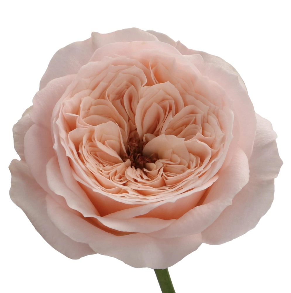 Картинка Роза кустовая Парадис Бич Нидерланды