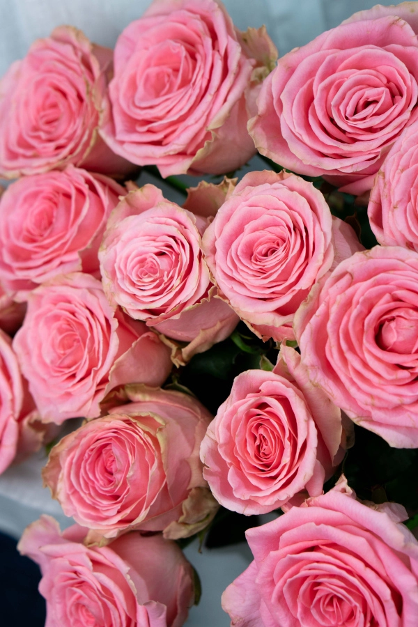 Картинка Букет из 15 роз Софи Лорен 40 см Картинка Букет из 15 роз Софи Лорен 40 см