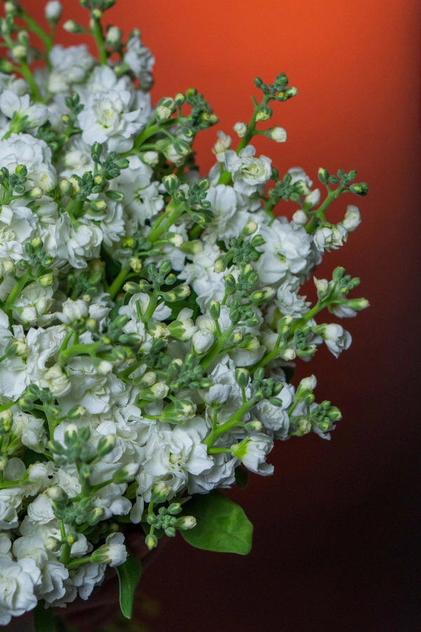 Картинка Букет из 21 кустовой Маттиолы