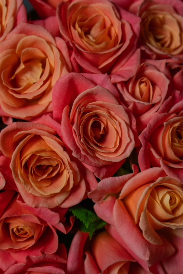 Картинка Букет из 45 роз Мисс Пигги 50 см