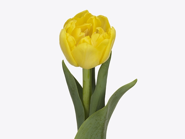 Картинка Тюльпан пионовидный желтый