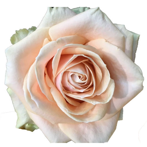 Картинка Роза Перл Аваланж