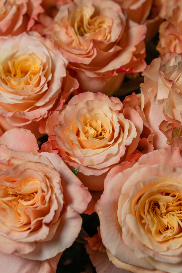 Картинка Букет из 21 розы сорта Шиммер 60 см