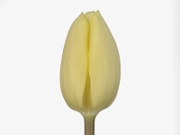 Картинка Тюльпан лимонный