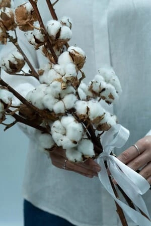 Картинка Букет из 5 веток хлопка "Натура" Картинка Букет из 5 веток хлопка "Натура"