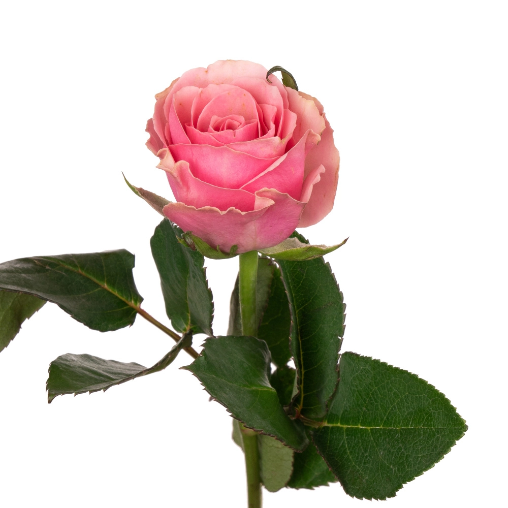 Картинка Роза Целеб