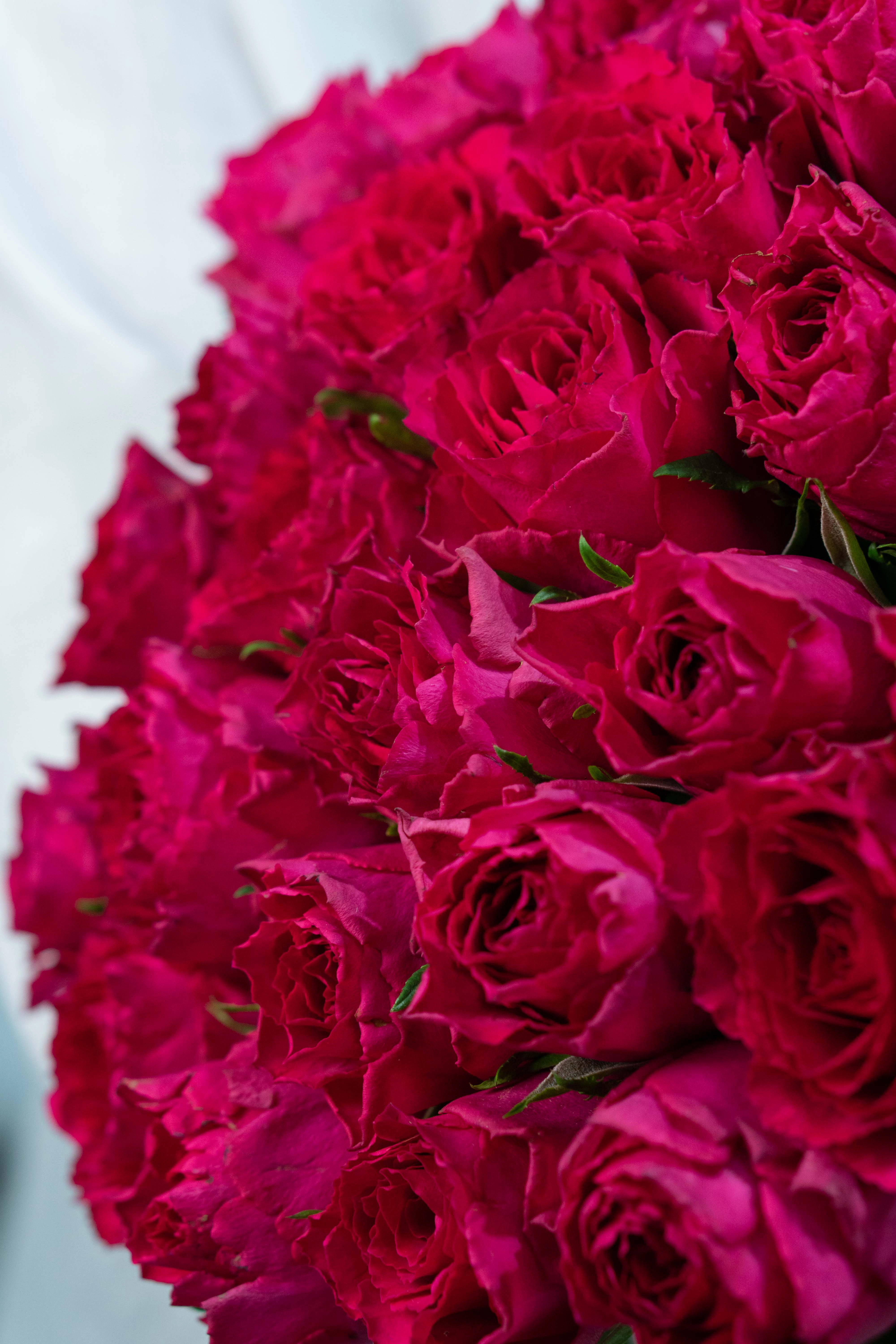 Картинка Букет из 25 малиновых роз Кения 40 см Картинка Букет из 25 малиновых роз Кения 40 см