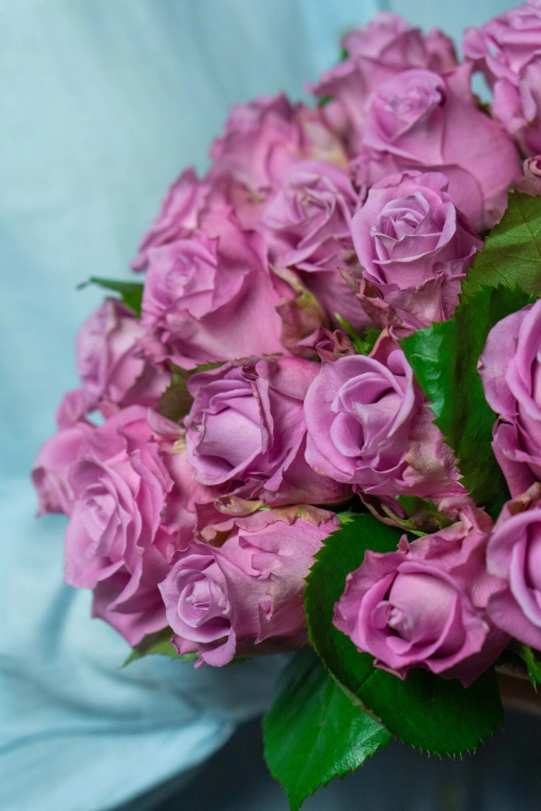 Картинка Букет "Прага" из 23 роз сорта Маритим 40 см