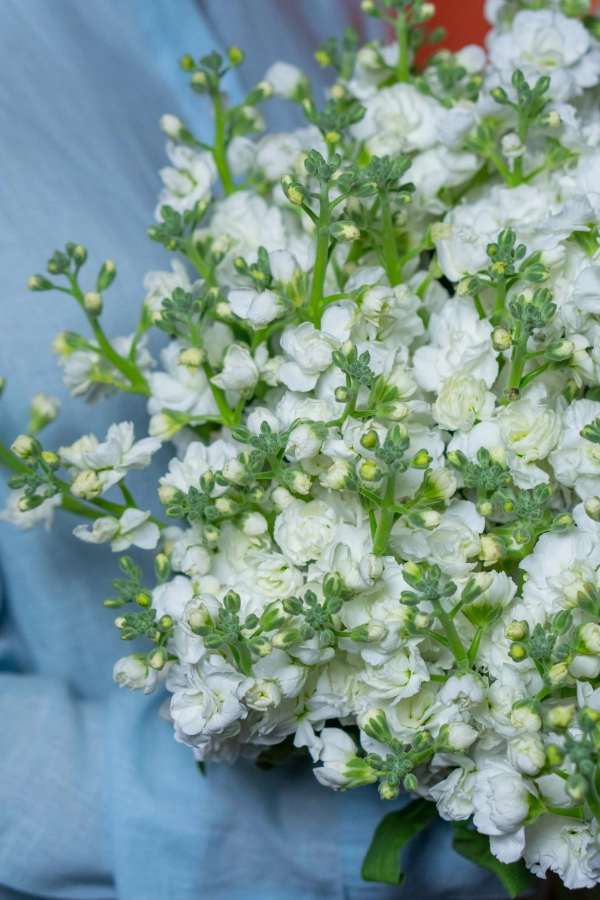 Картинка Букет из 21 кустовой Маттиолы