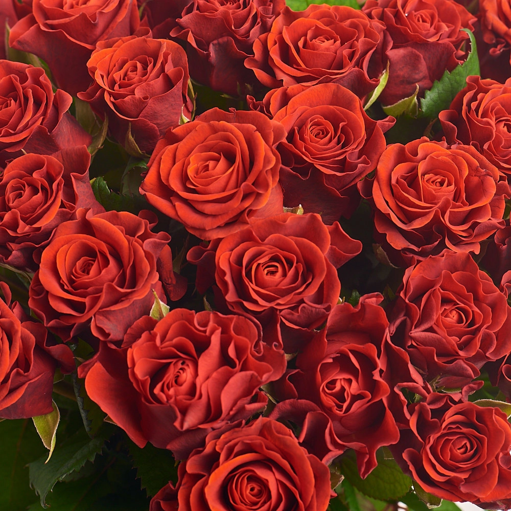 Картинка Букет из 39 роз "Эль Торо"60 см