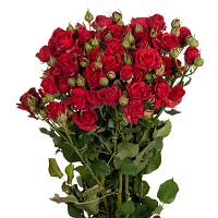 Картинка Роза кустовая Мирабель Кения