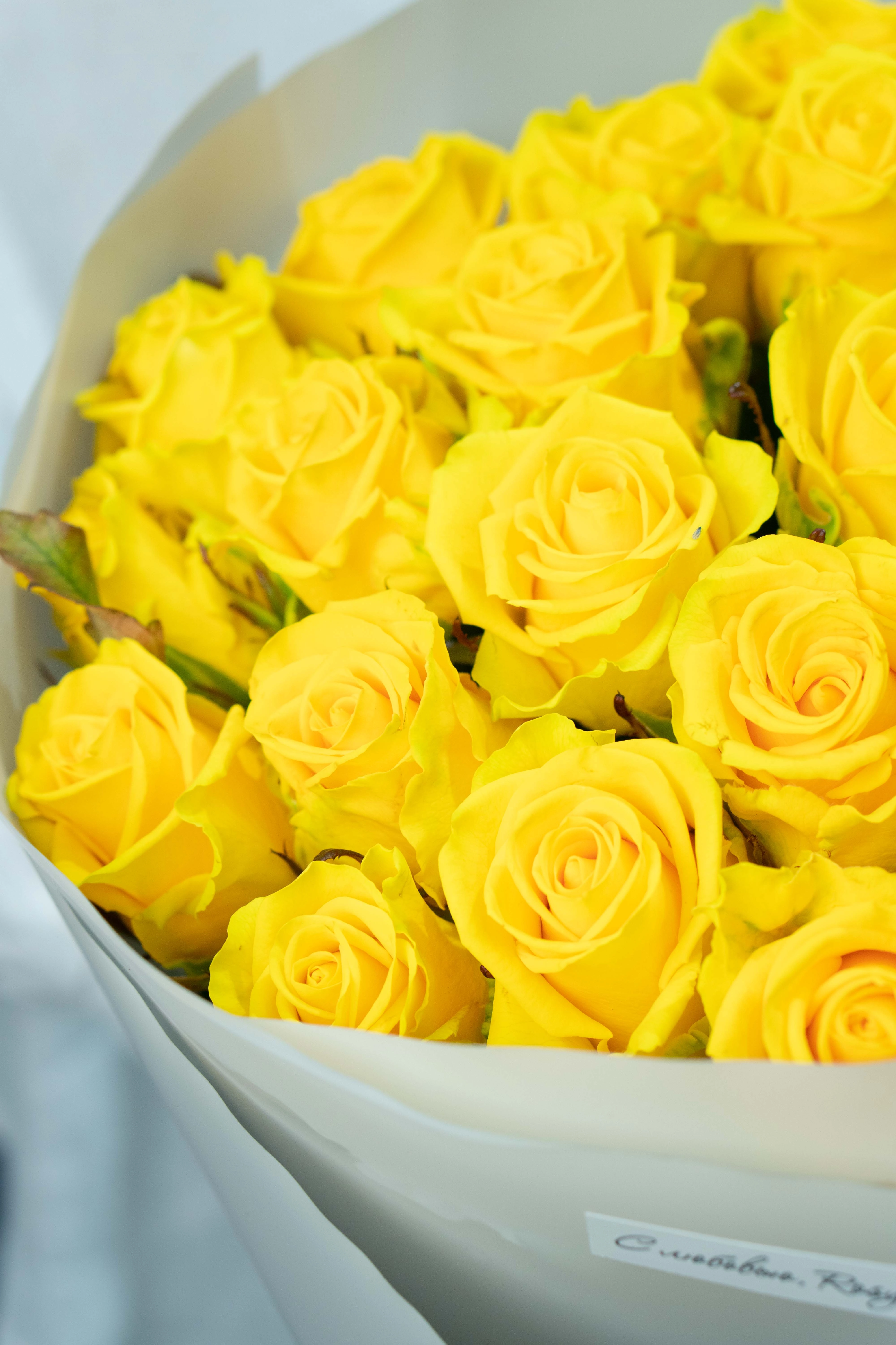 Картинка Букет из 25 желтых роз "Париж" 40 см Картинка Букет из 25 желтых роз "Париж" 40 см