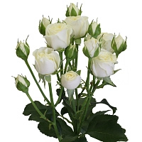 Картинка Роза кустовая Беларусь