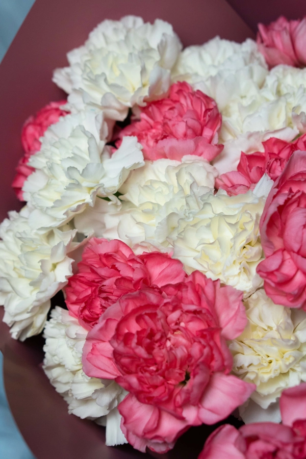 Картинка Букет из 25 гвоздик "Венера" Картинка Букет из 25 гвоздик "Венера"