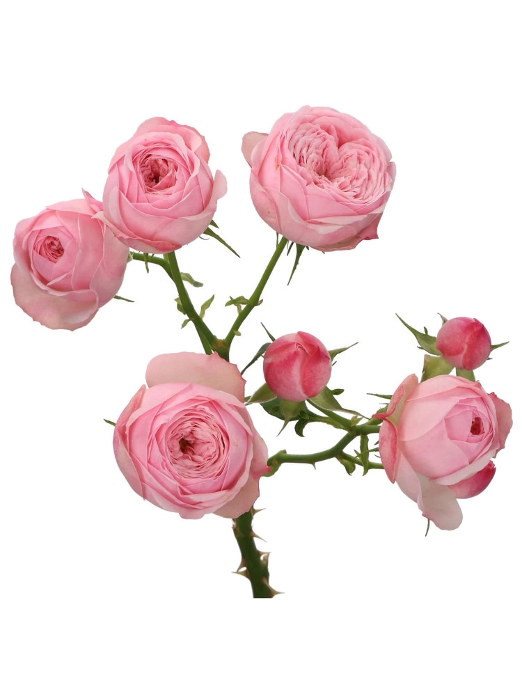 Картинка Роза кустовая Мэнсфилд парк пинк Кения