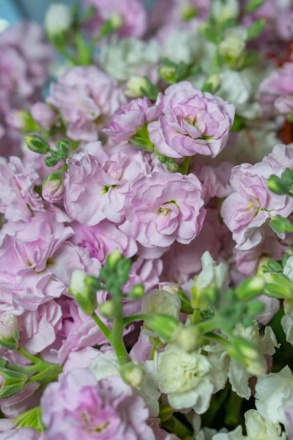 Картинка Букет из 15 маттиол " Май"