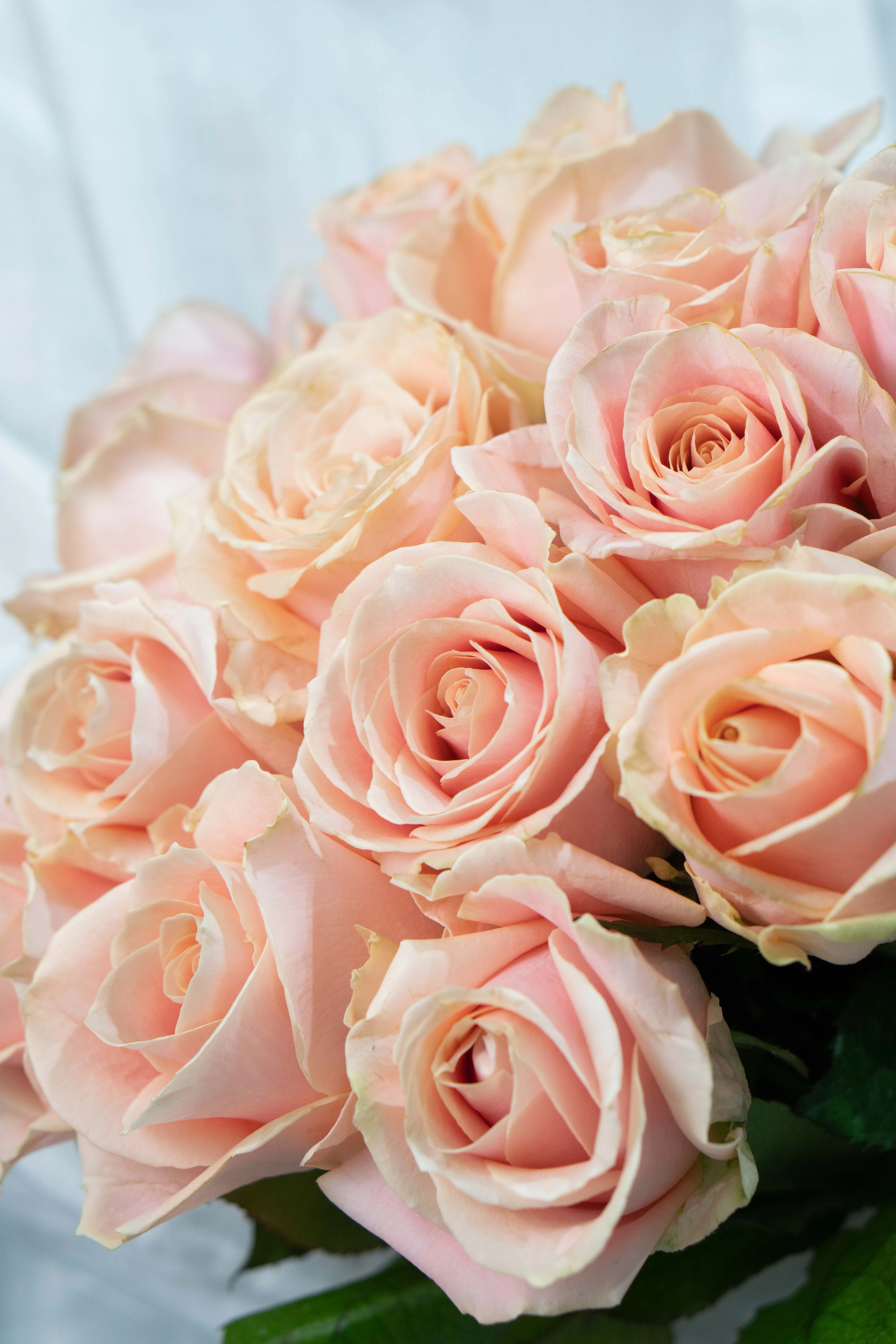 Картинка Букет из 25 роз сорта Перл 40 см Картинка Букет из 25 роз сорта Перл 40 см