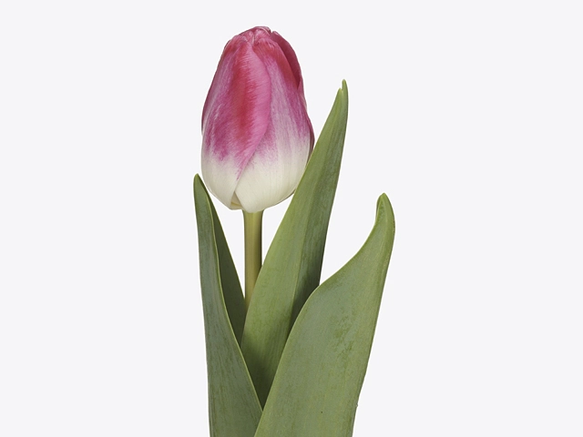  Тюльпан розовый с белым