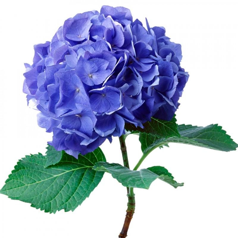 Картинка Гортензия