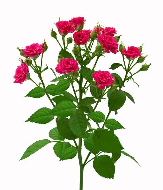 Картинка Роза кустовая Лавли Кения