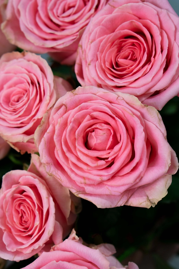 Картинка Букет из 15 роз Софи Лорен 40 см Картинка Букет из 15 роз Софи Лорен 40 см