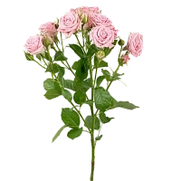 Картинка Роза кустовая Одилия Кения