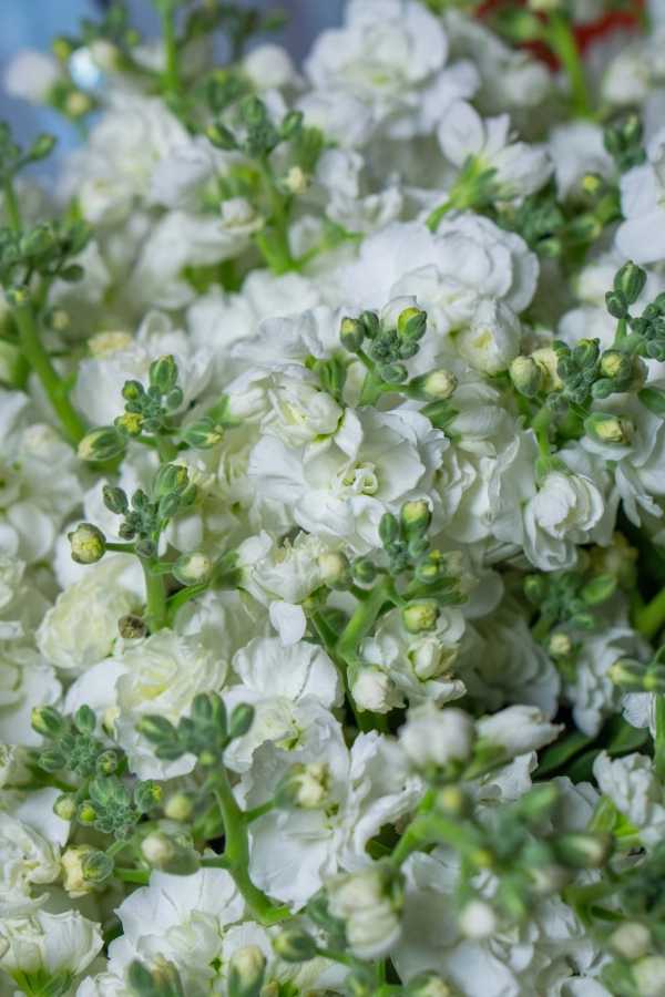 Картинка Букет из 21 кустовой Маттиолы