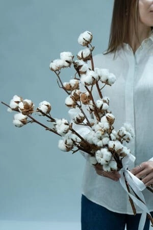 Картинка Букет из 5 веток хлопка "Натура" Картинка Букет из 5 веток хлопка "Натура"