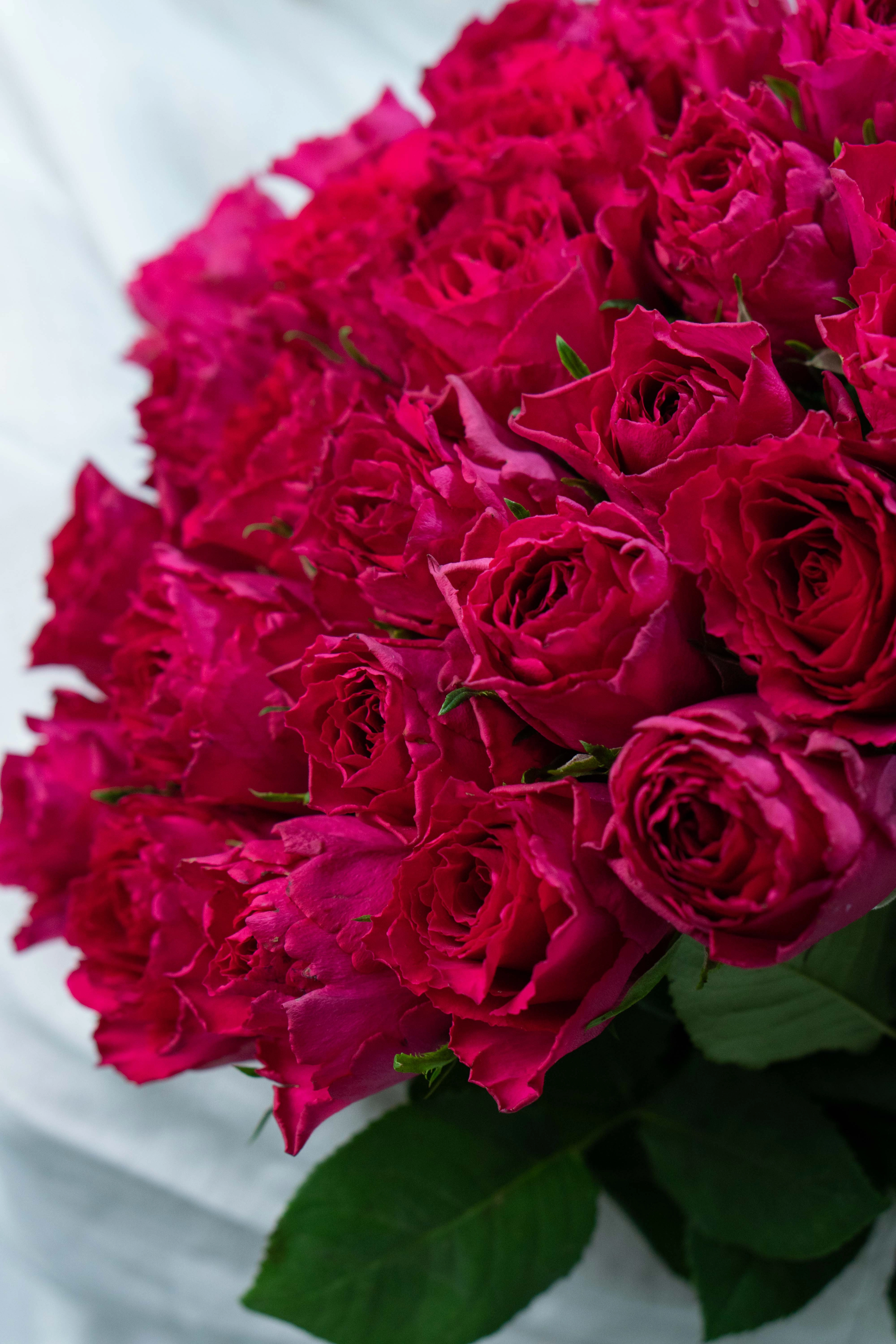 Картинка Букет из 25 малиновых роз Кения 60 см