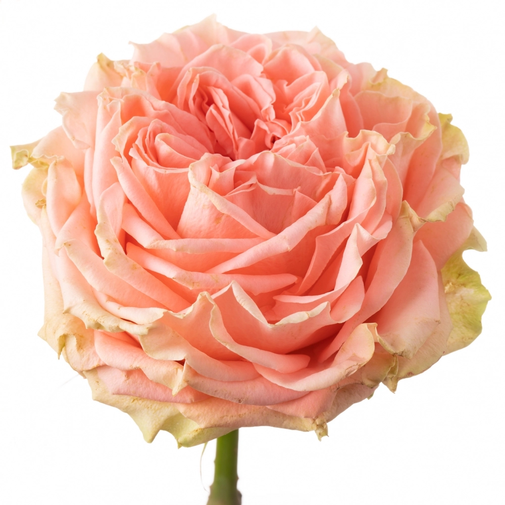 Картинка Роза Кантри Хоум