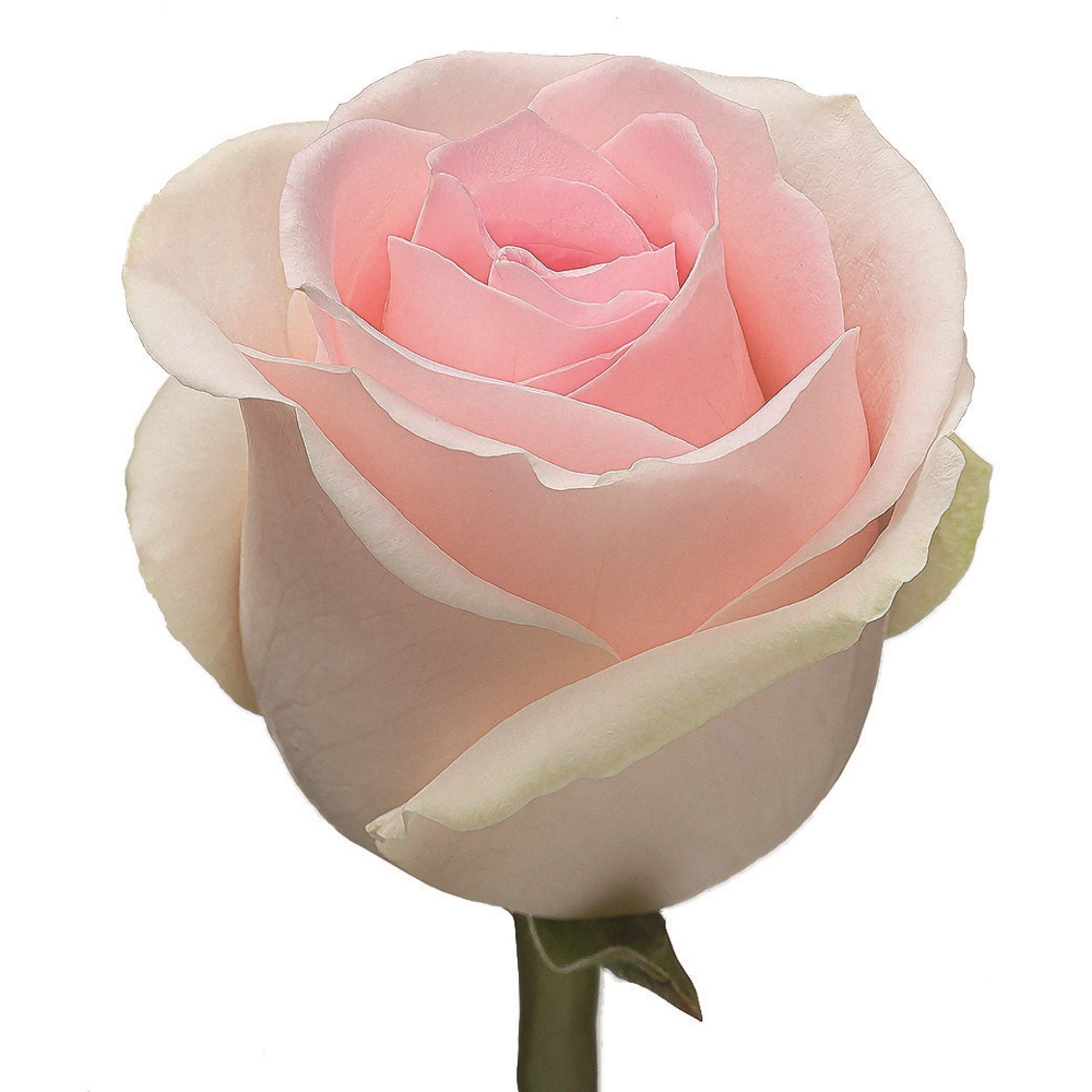 Картинка Роза Свит Ревивал