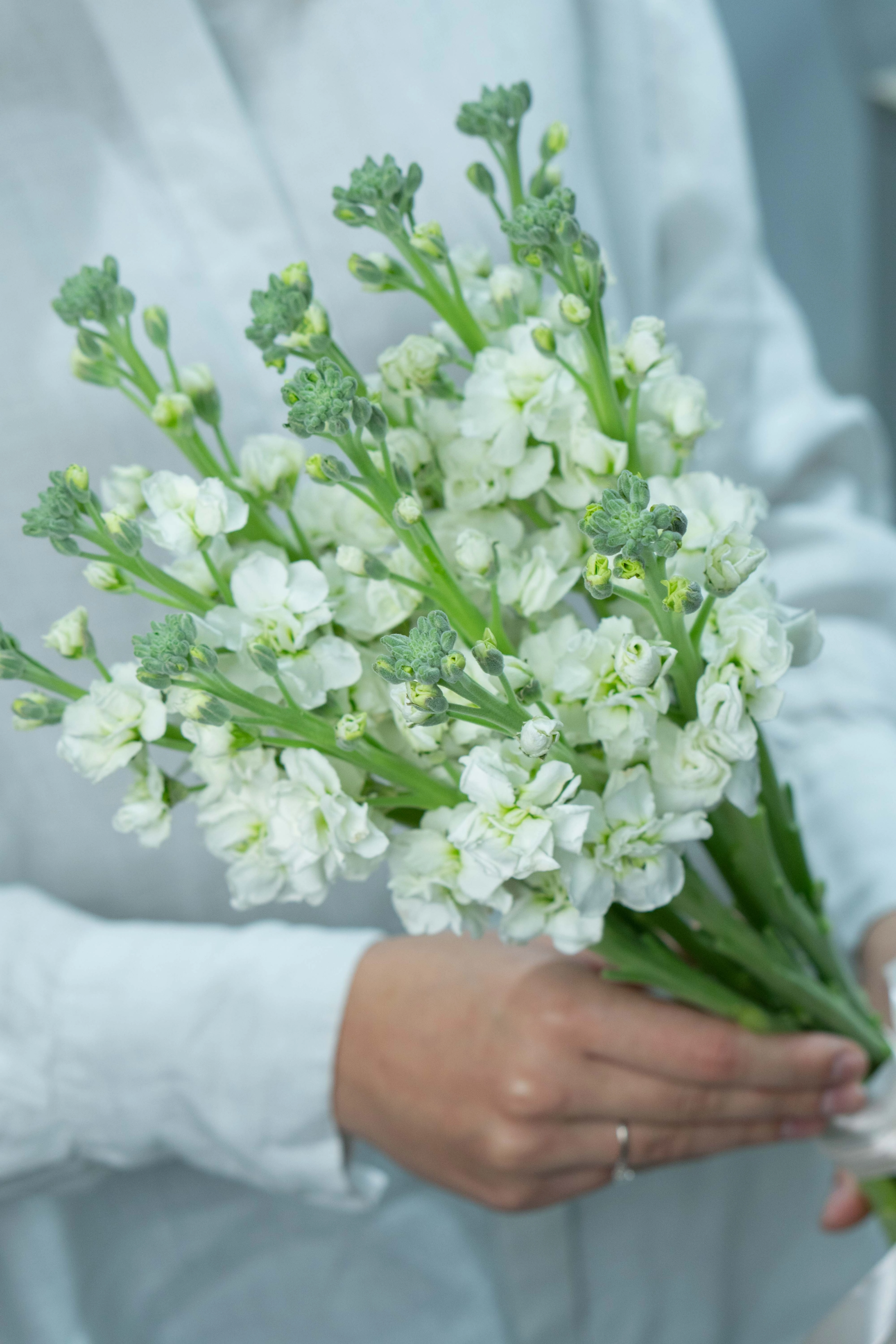 Картинка Букет  из 11 маттиол Картинка Букет  из 11 маттиол