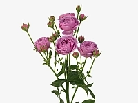 Картинка Роза кустовая Мисти Баблс Кения