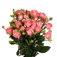 Картинка Роза кустовая Барбадос Кения