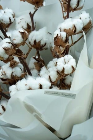 Картинка Букет из 7 веток хлопка Картинка Букет из 7 веток хлопка