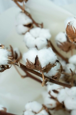 Картинка Букет из 5 веток хлопка Картинка Букет из 5 веток хлопка