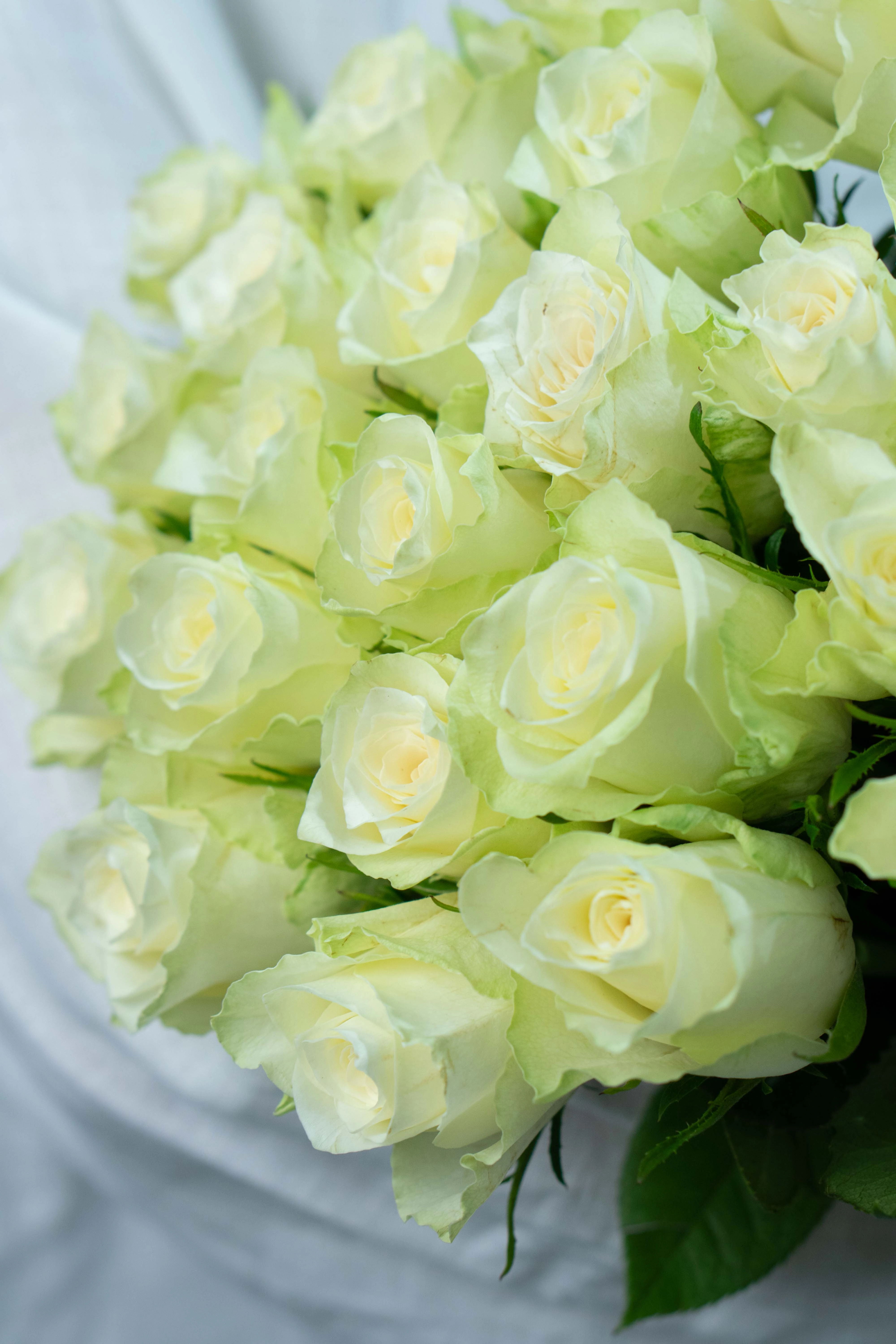 Картинка Букет из 25 белых роз Кения 40 см Картинка Букет из 25 белых роз Кения 40 см