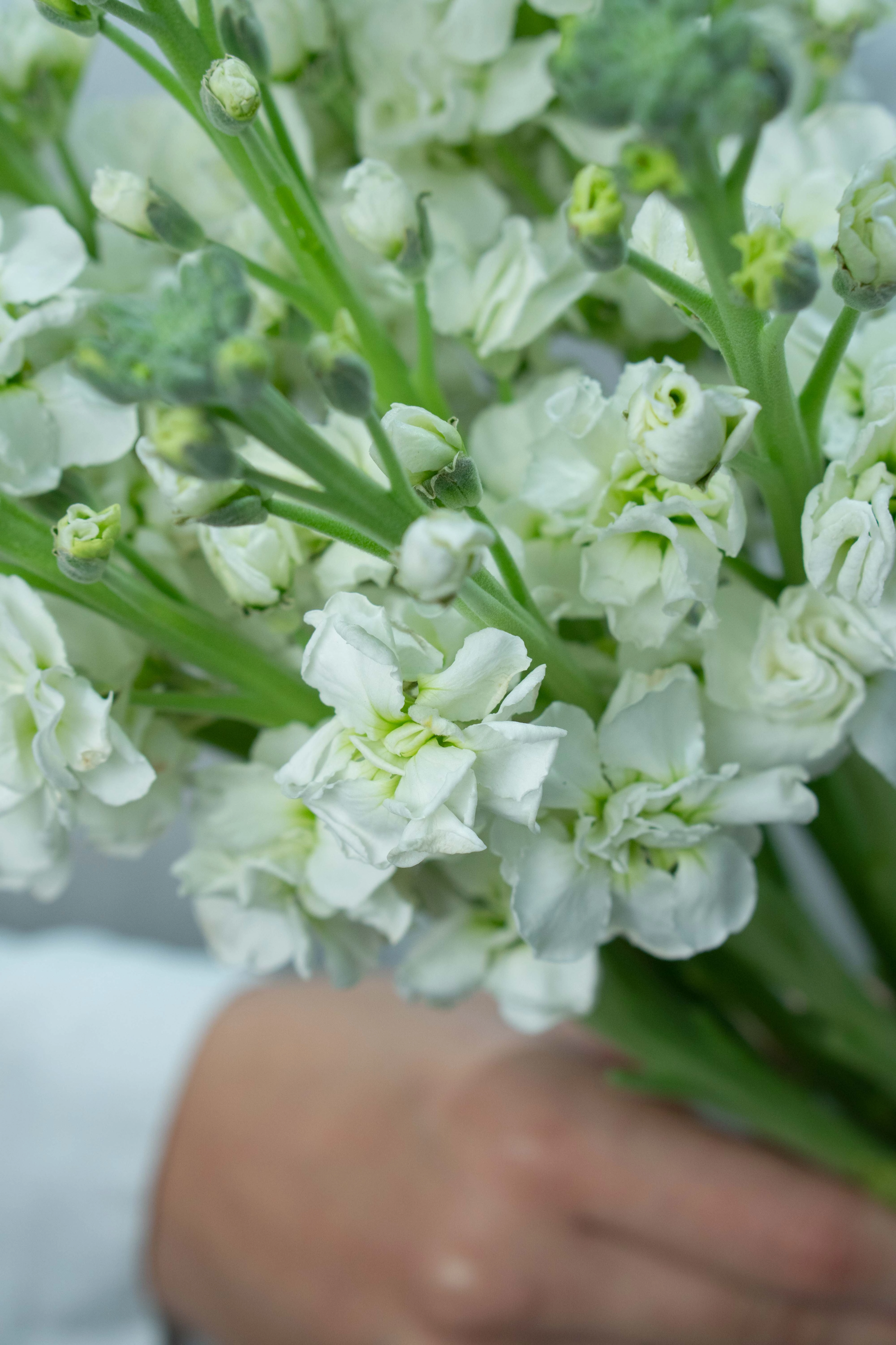 Картинка Букет  из 11 маттиол Картинка Букет  из 11 маттиол