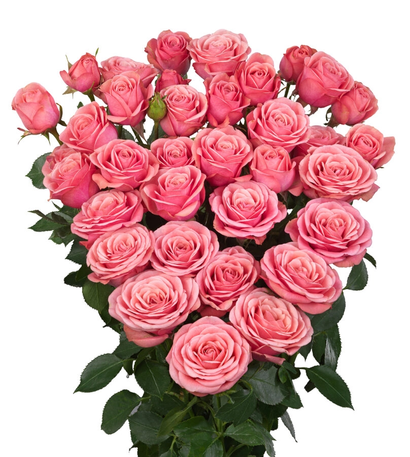 Картинка Роза кустовая Дионе Кения