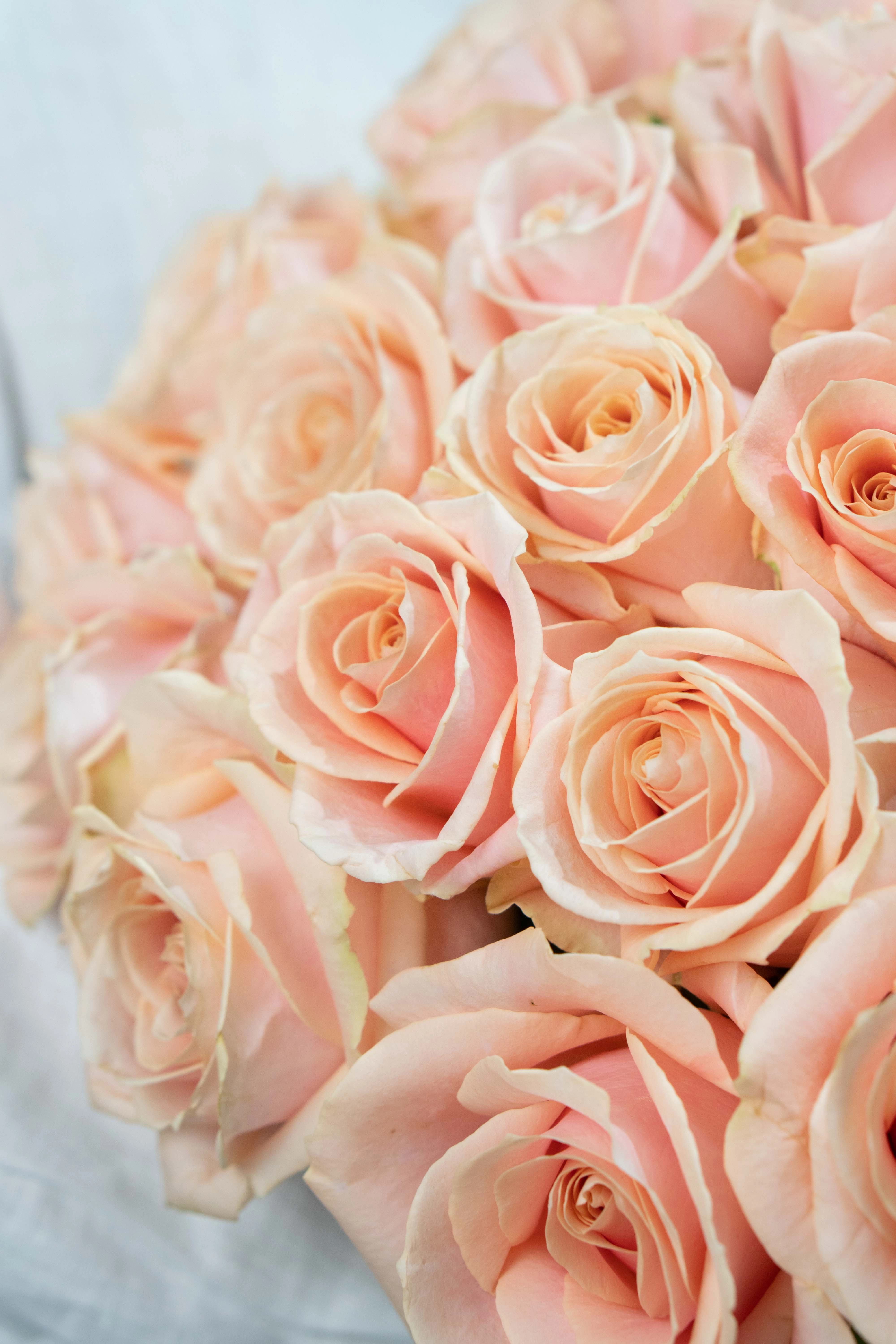 Картинка Букет из 25 роз сорта Перл 40 см Картинка Букет из 25 роз сорта Перл 40 см