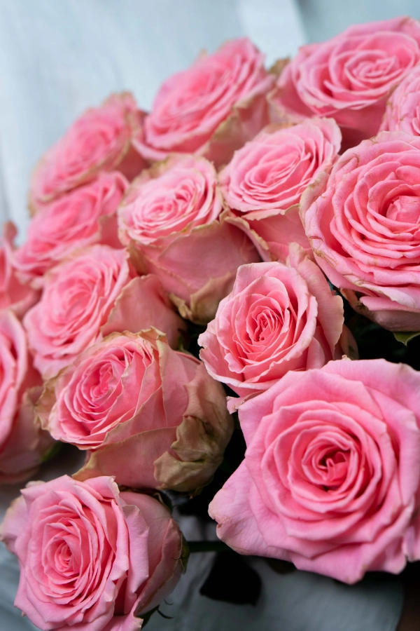 Картинка Букет из 15 роз Софи Лорен 40 см Картинка Букет из 15 роз Софи Лорен 40 см