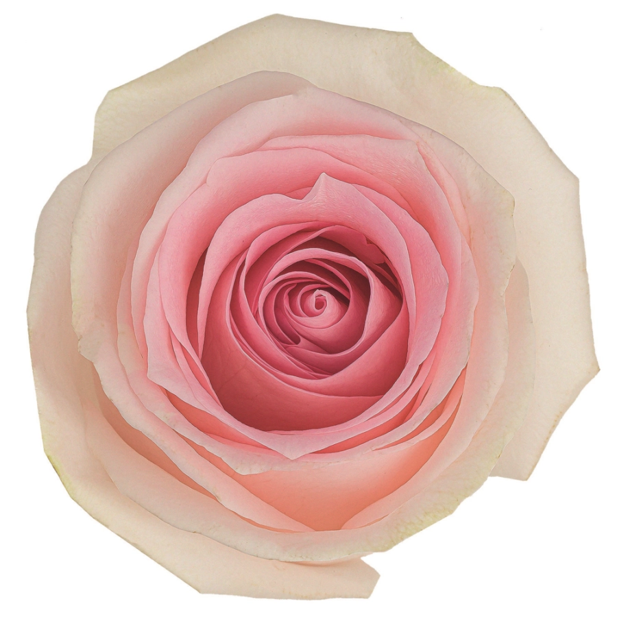 Картинка Роза Свит Ревивал