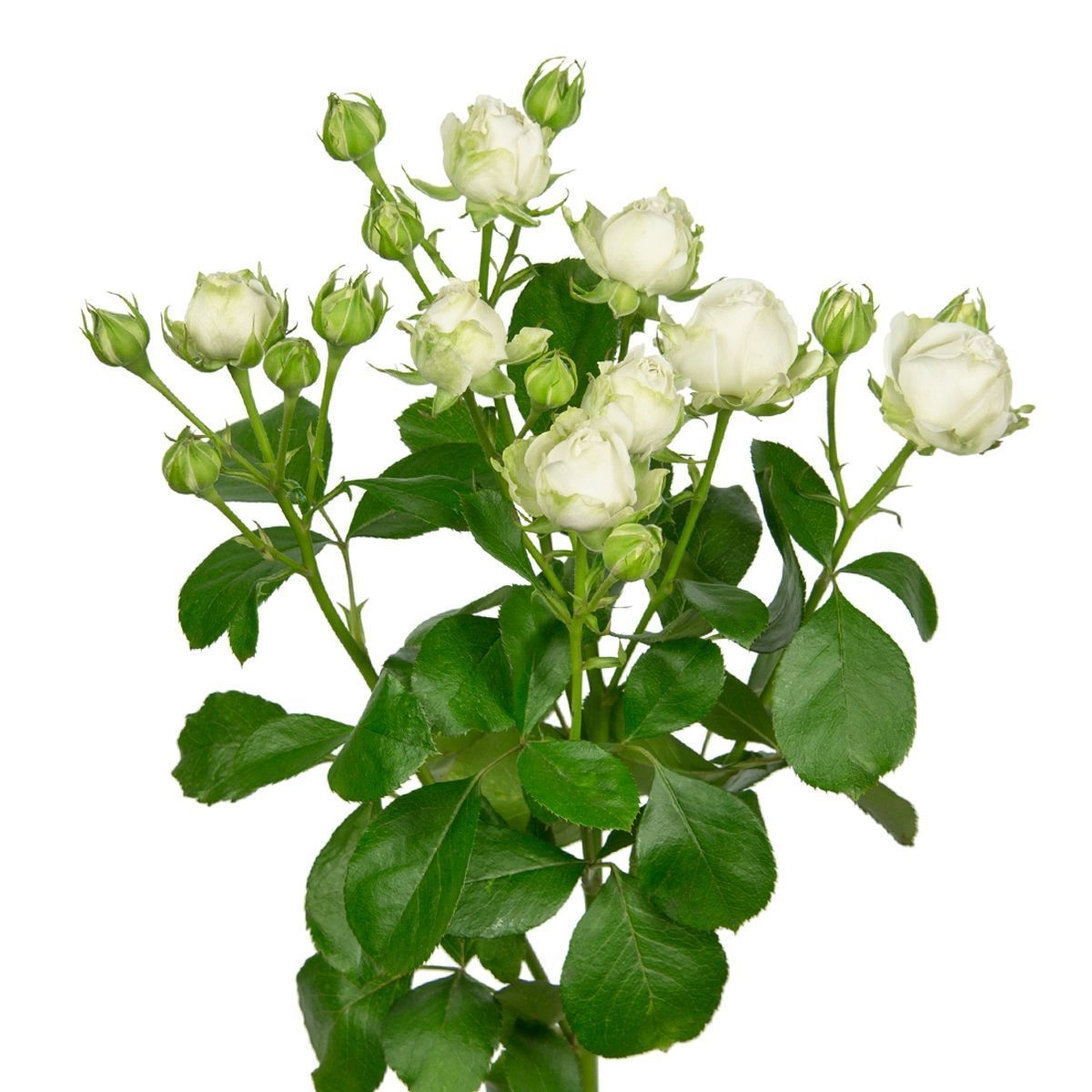 Картинка Роза кустовая Мисс Бомбастик Кения