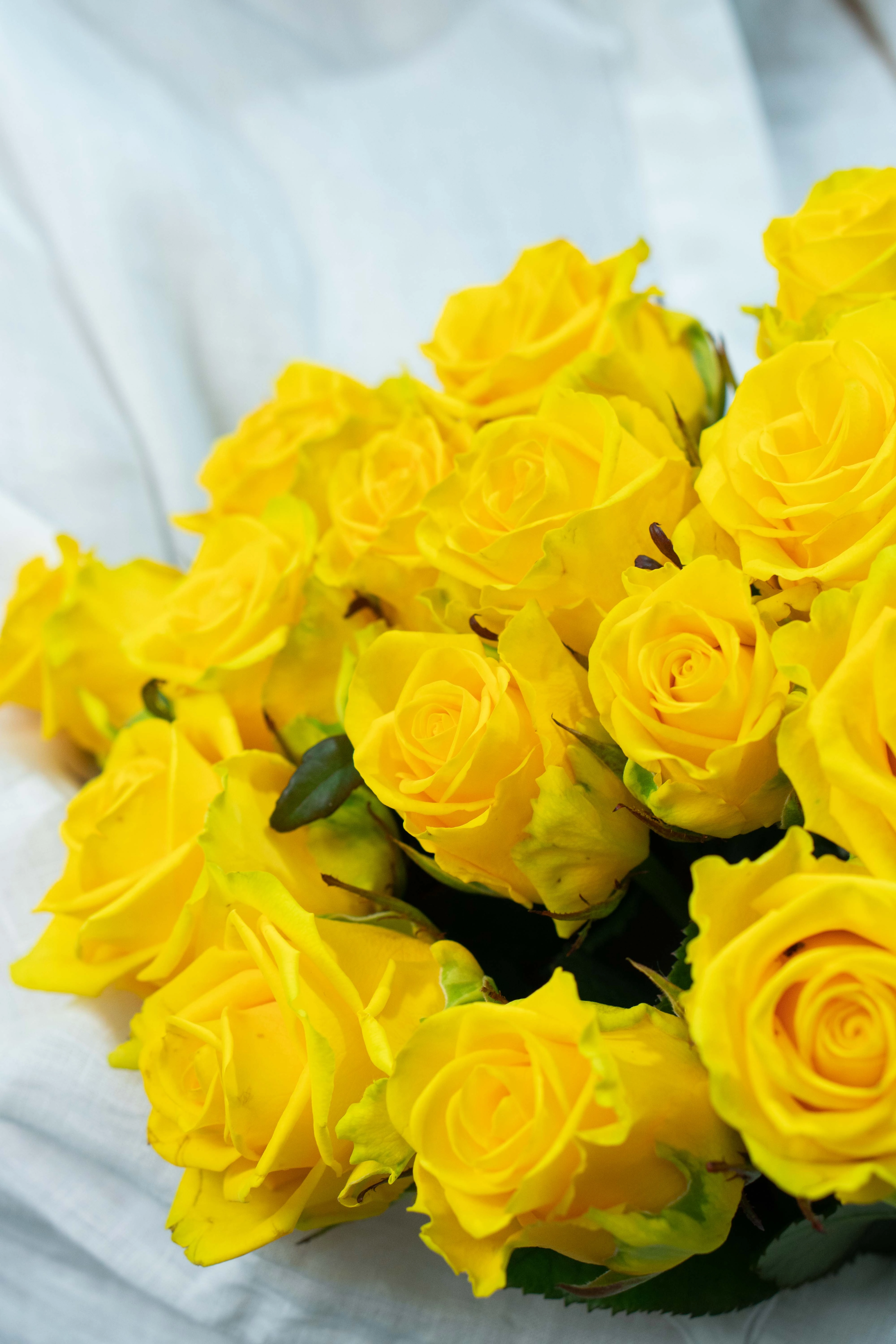 Картинка Букет из 15 роз "Роял" 50 см