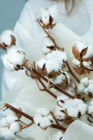 Картинка Букет из 5 веток хлопка Картинка Букет из 5 веток хлопка