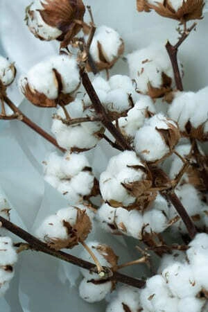 Картинка Букет из 7 веток хлопка Картинка Букет из 7 веток хлопка