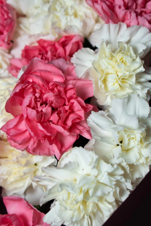 Картинка Букет из 25 гвоздик "Венера" Картинка Букет из 25 гвоздик "Венера"